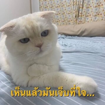 รูปภาพ มีมแมว เจ็บที่ใจ