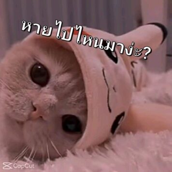 รูปภาพ มีมแมว หายไปไหน