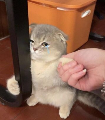 รูปภาพ มีมแมว เกาะขา