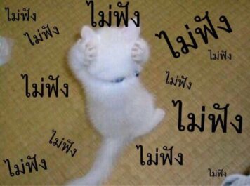 รูปภาพ มีมแมว ไม่ฟัง