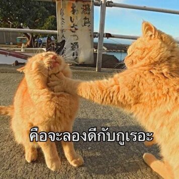 รูปภาพ มีมแมว คือจะลองดี