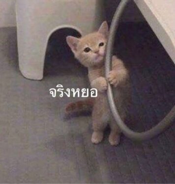 รูปภาพ มีมแมว จริงหยอ