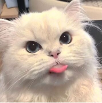 รูปภาพ มีมแมว แลบลิ้น