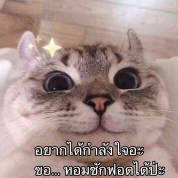 รูปภาพ มีมแมว อยากได้กำลังใจ