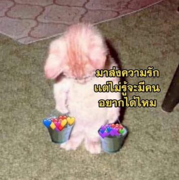 รูปภาพ มีมแมว มาส่งความรัก
