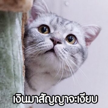 รูปภาพ มีมแมว เงินมา