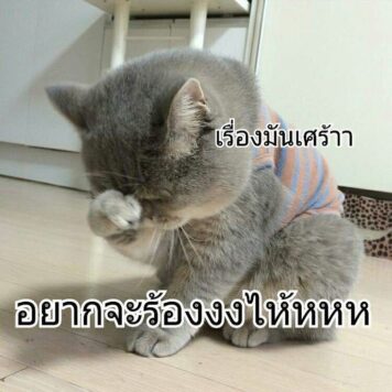 รูปภาพ มีมแมว เศร้า