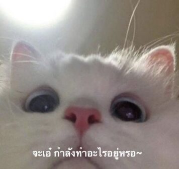 รูปภาพ มีมแมว จะเอ๋