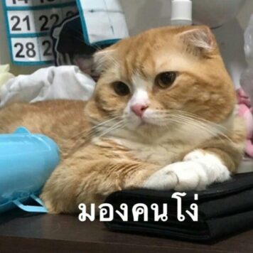 รูปภาพ มีมแมว มองคนโง่