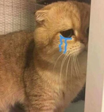 รูปภาพ มีมแมว ร้องไห้