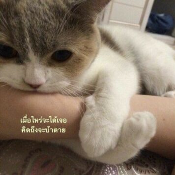 รูปภาพ มีมแมว เมื่อไรจะได้เจอ คิดถึงจะบ้าตาย