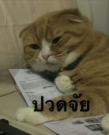 รูปภาพ มีมแมว ปวดจัย