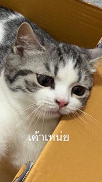 รูปภาพ มีมแมว เหนื่อย