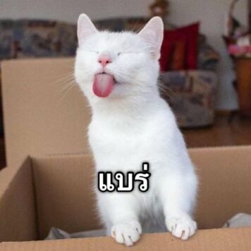 รูปภาพ มีมแมว แบร่