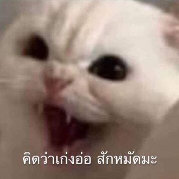 รูปภาพ มีมแมว สักหมัดมะ