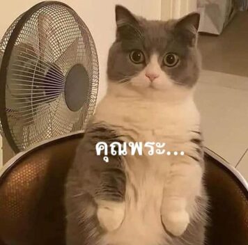 รูปภาพ มีมแมว คุณพระ