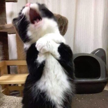 รูปภาพ มีมแมว โอ้ย