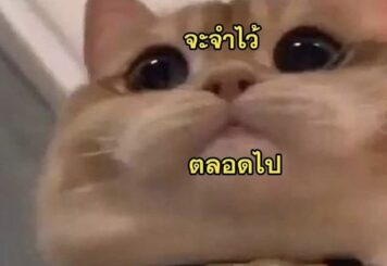 รูปภาพ มีมแมว งอล
