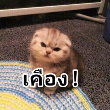 รูปภาพ มีมแมว เคือง