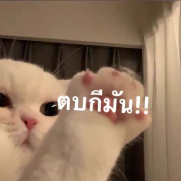 รูปภาพ มีมแมว ตบกี