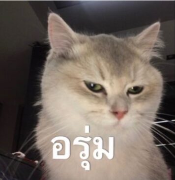 รูปภาพ มีมแมว อรุ่มเจาะ2