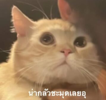 รูปภาพ มีมแมว น่ากลัว
