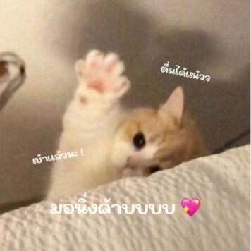 รูปภาพ มีมแมว มอนิ่ง