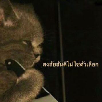 รูปภาพ มีมแมว สันติ