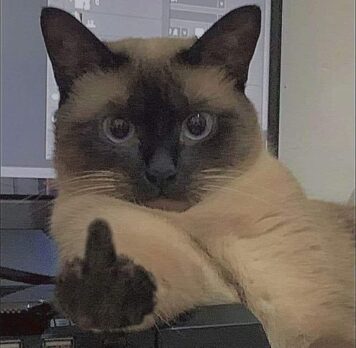 รูปภาพ มีมแมว ชูนิ้วกลาง