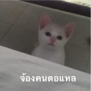 รูปภาพ มีมแมว จ้องคนตอแหล