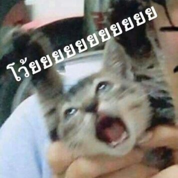 มีมแมว โว้ยยย