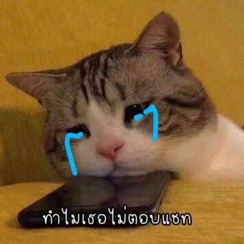 มีมแมว ทำไมไม่ตอบแชท