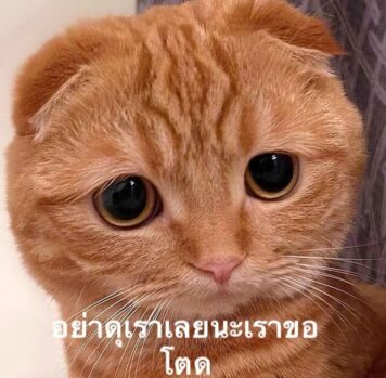 มีมแมว อย่าดุเรา ง้อ ขอโทษ