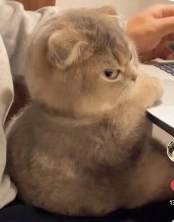 มีมแมว งอล