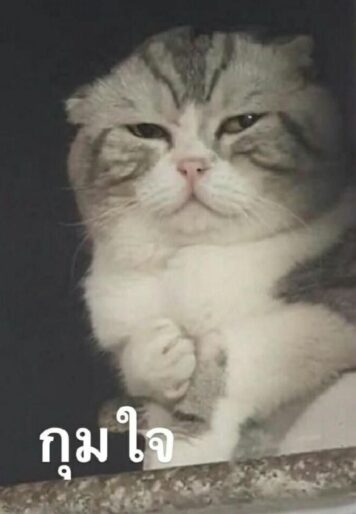 มีมแมว กุมใจ