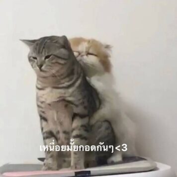 มีมแมว กอดกัน