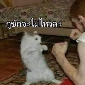 มีมแมว ไม่ไหวละ