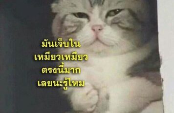 มีมแมว เจ็บใจ