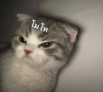 มีมแมว โมโห