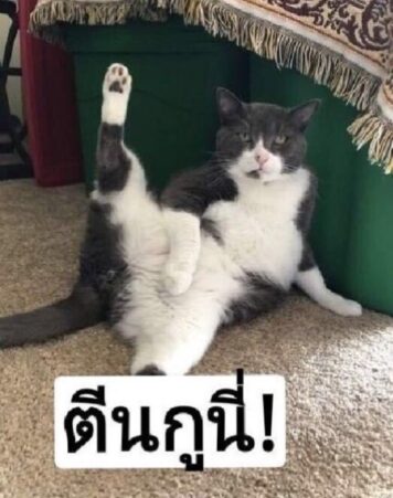 มีมแมว ตีนกูนี่