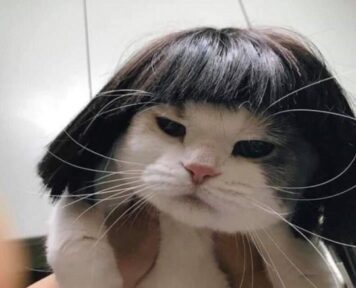 มีมแมว ใส่วิก