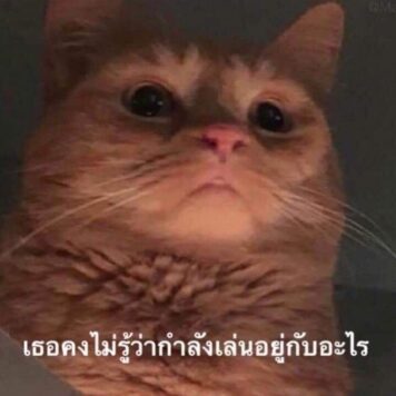 มีมแมว หึหึ