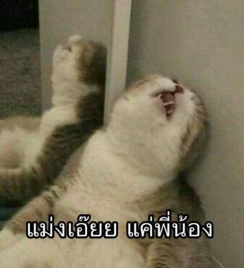 มีมแมว แค่พี่น้อง