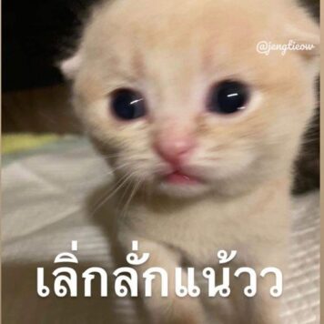 รูปภาพ มีมแมว เลิ่กลั่ก