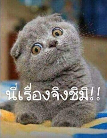 มีมแมว นี่เรื่องจริงชิมิ