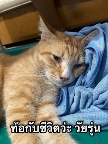 มีมแมว ท้อ