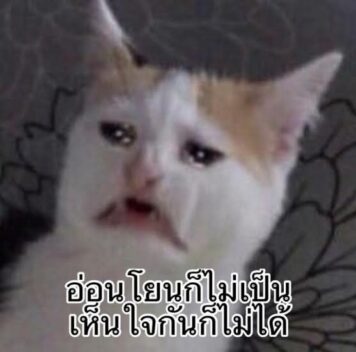 มีมแมว อ่อนโยน