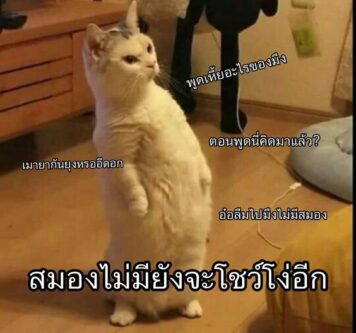 มีมแมว โง่