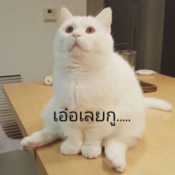 มีมแมว เอ๋อ