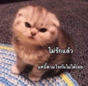มีมแมว ไม่รักแล้ว
